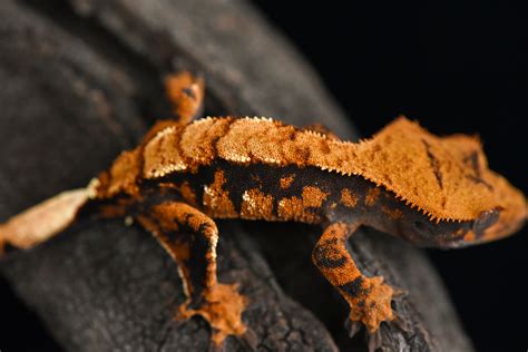 The crested gecko itself can cost anywhere from 50-150. . Halloween crested gecko